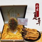 冬虫夏草